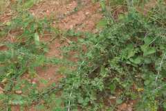 Crotalaria trifoliastrum